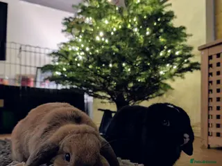 Dwarf Lop rabbits Male and female bonded rabbits - Advert 1