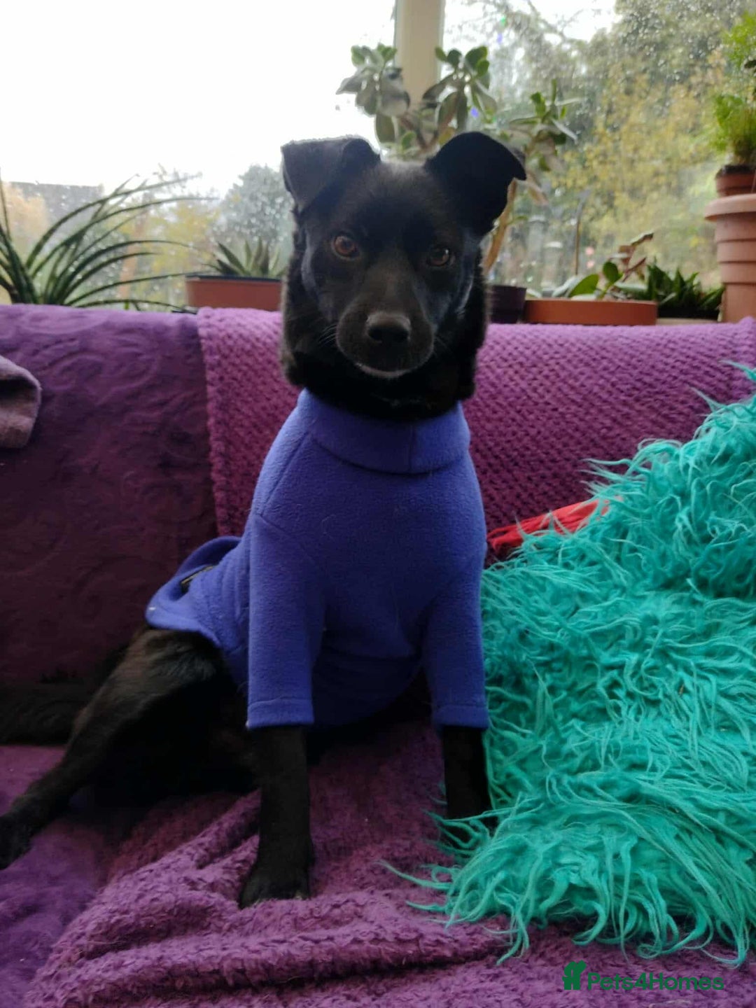 Mixed Breed dogs for adoption: Spirit is looking for her forever home! - Advert 2