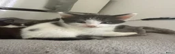 Mixed Breed cats for sale: Gorgeous 1/4 ragdoll kittens - Advert 6