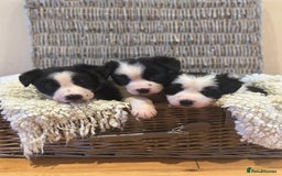 Border Collie dogs for sale: 🌿 Calm, child-friendly pups — beautiful nature - Image 2
