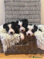 Border Collie dogs - Advert 2
