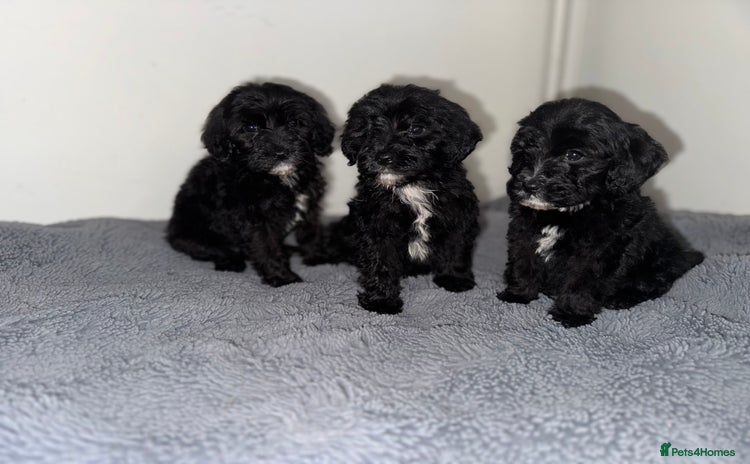 Sheepadoodle dogs - Advert 14