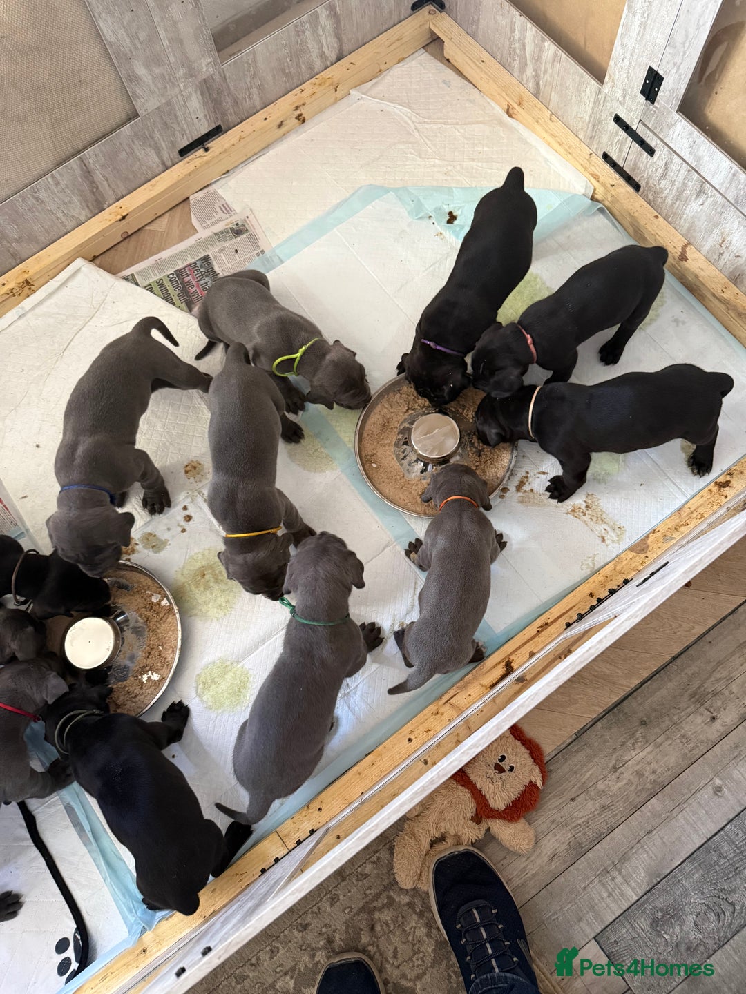 Great Dane dogs for sale: Great Dane pups - Advert 6