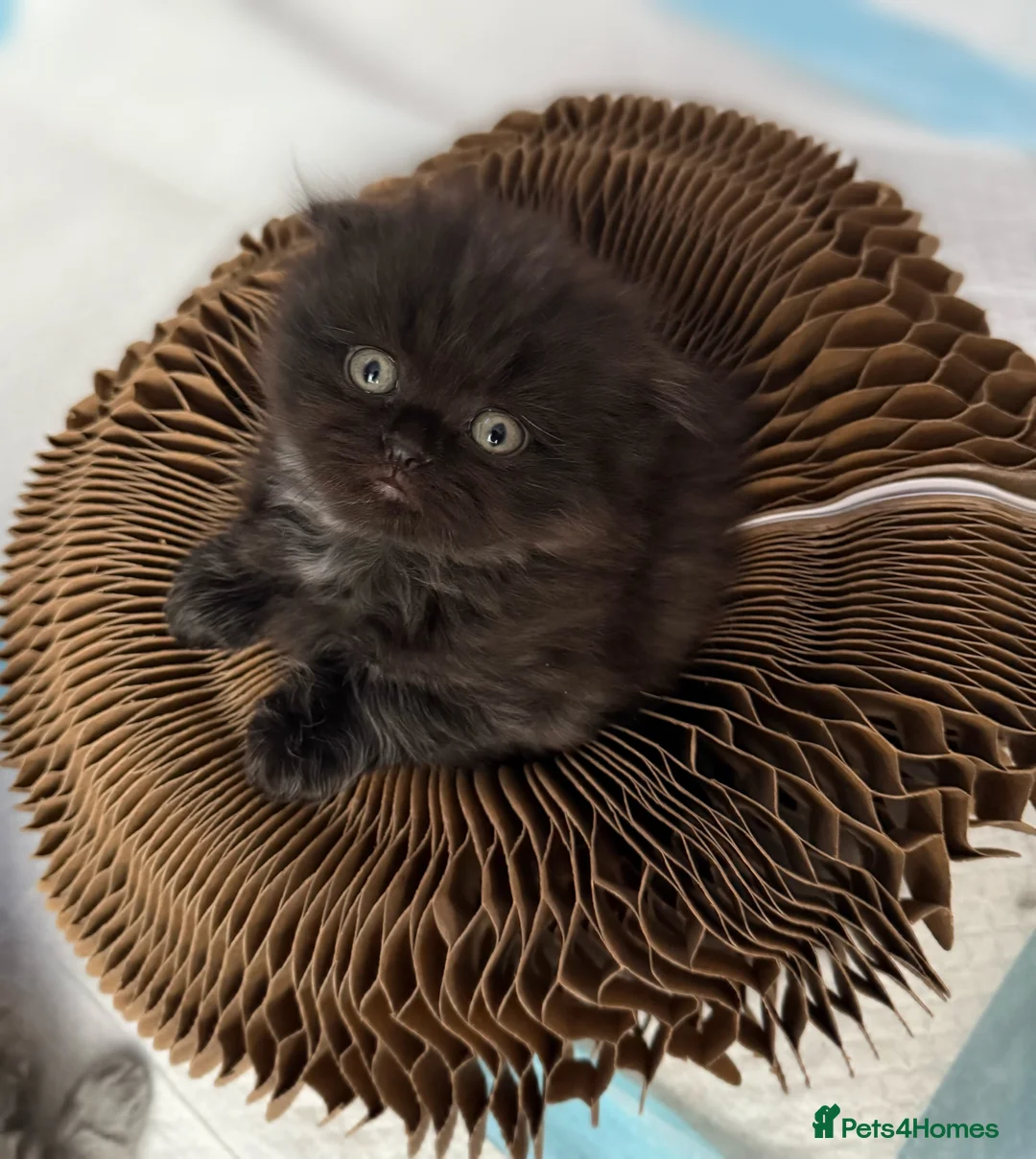 Scottish Fold cats for sale: Scottish fold/British shorthair kittens😻 - Advert 6