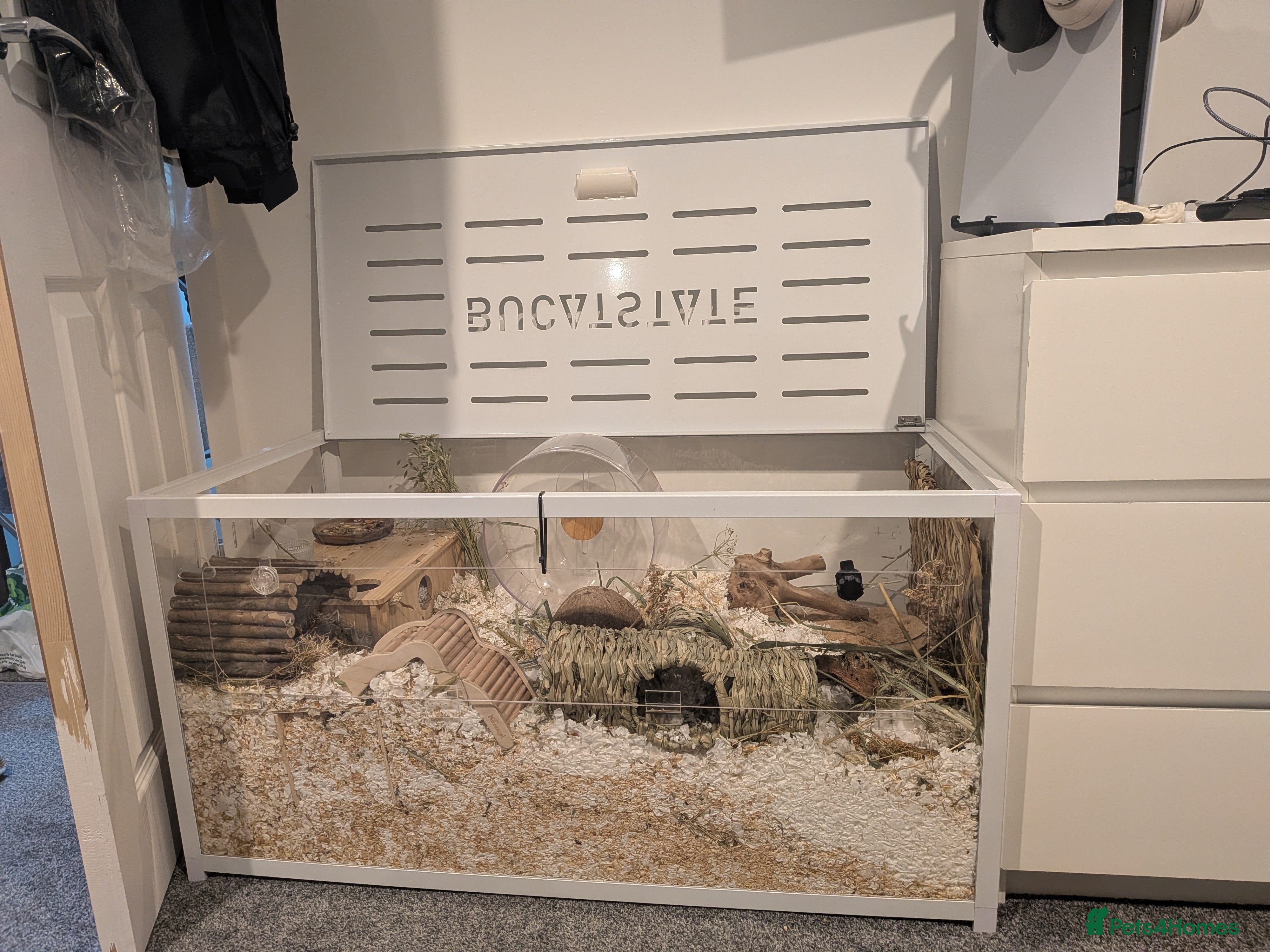 Hamster rodents Friendly Male Syrian hamster - Advert 1