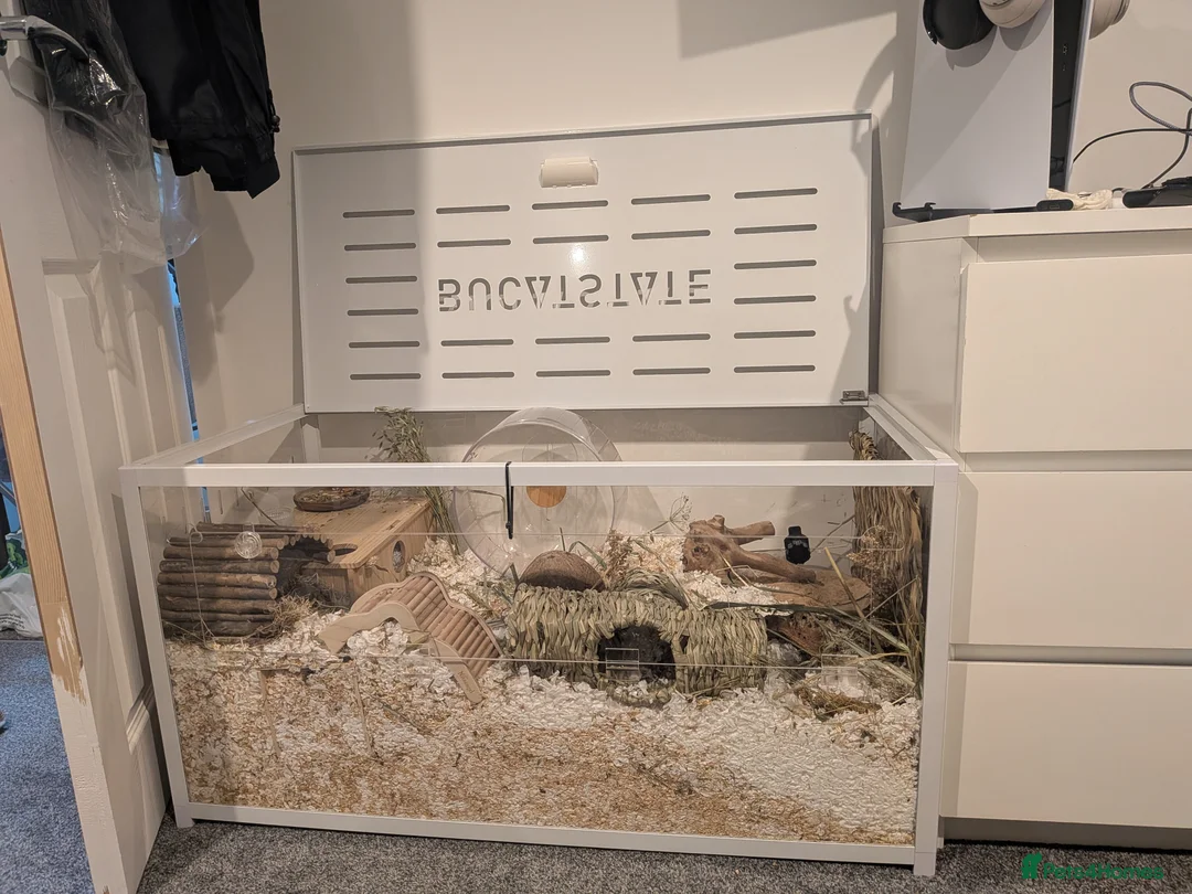 Hamster rodents for sale: Friendly Male Syrian hamster - Advert 1