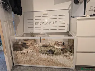 Hamster rodents Friendly Male Syrian hamster - Advert 1