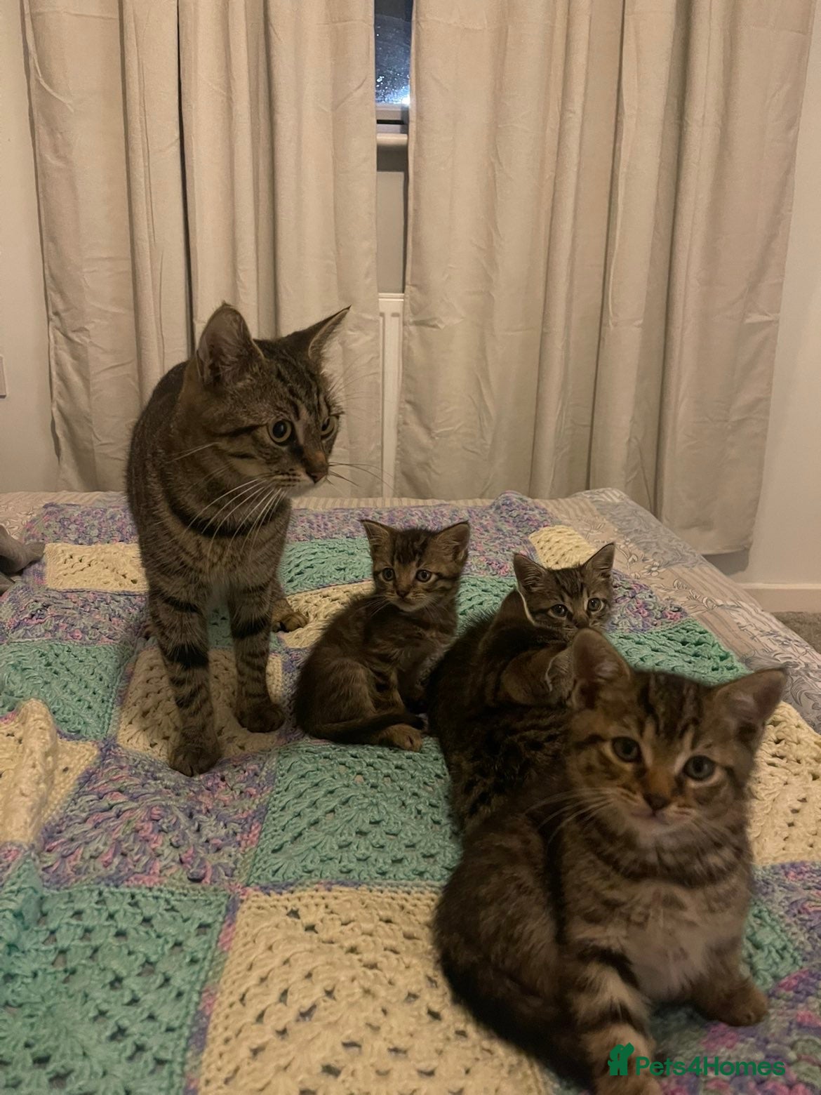 Mixed Breed cats Main Coon / Tabby Kittens for Sale  - Advert 1