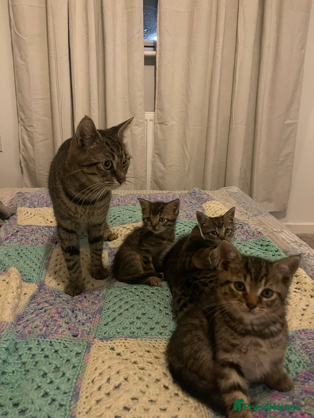 Mixed Breed cats for sale: Main Coon / Tabby Kittens for Sale  in Barry - Advert 1