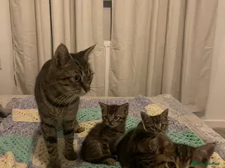 Mixed Breed cats Main Coon / Tabby Kittens for Sale - Advert 1