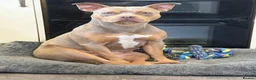 Mixed Breed dogs for sale: Hi my names Luna but mum calls me Tuna! in Bodmin - Advert 2
