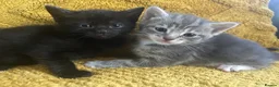 Domestic Shorthair cats for sale: 4 Beautiful Domestic Shorthair Kittens  - Advert 37