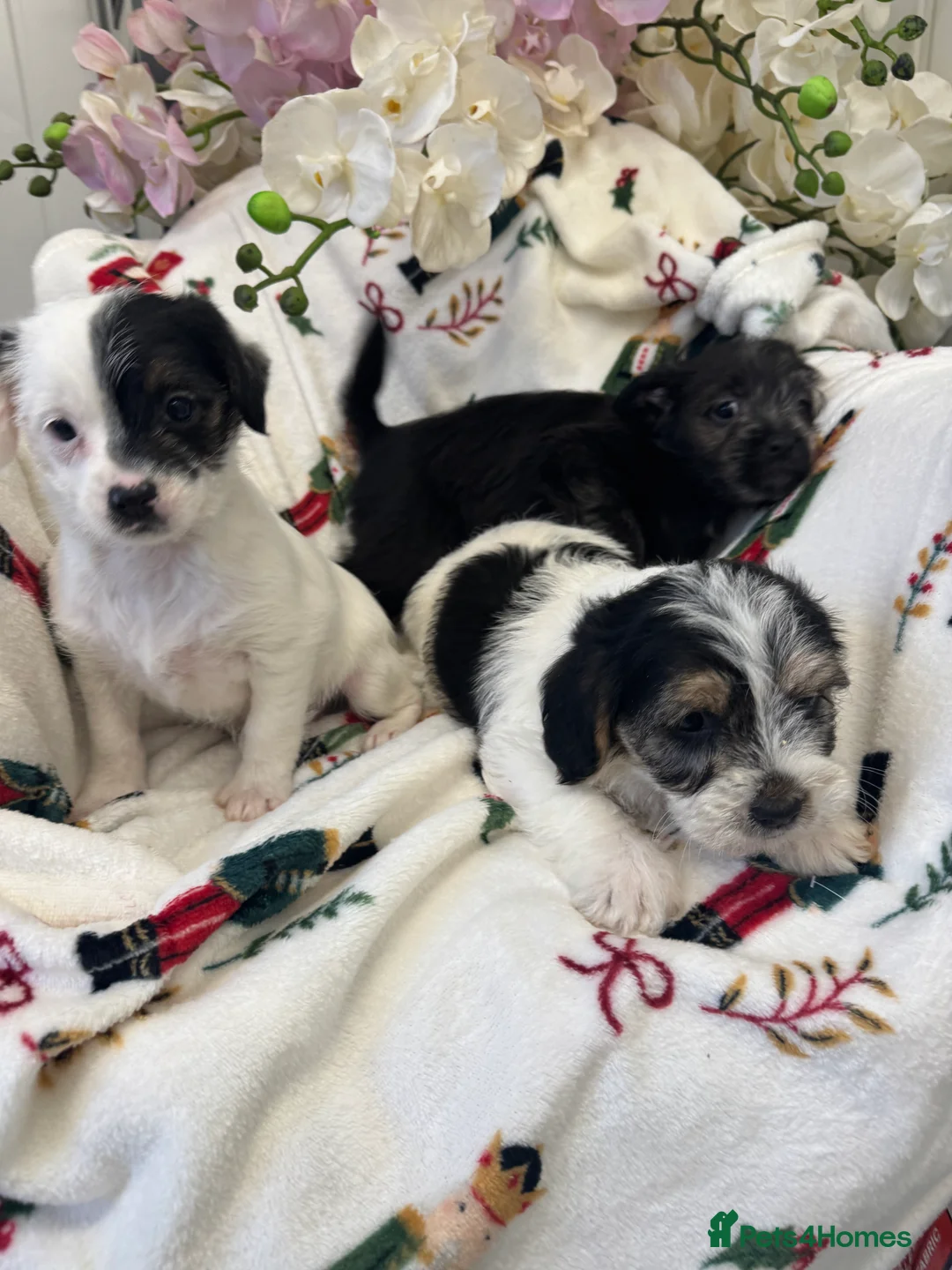 Jack Russell dogs for sale: Jack Russell  x Shitzu puppies  - Advert 9