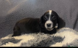 Cocker Spaniel dogs for sale: Roan cocker spaniels (blue eyes) - Image 9
