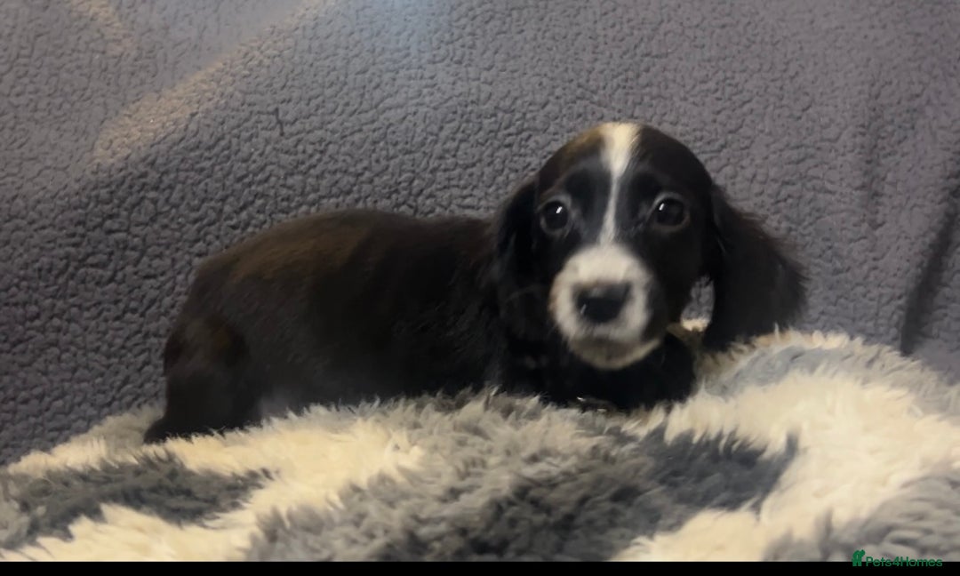 Cocker Spaniel dogs for sale: Roan cocker spaniels (blue eyes) - Image 9