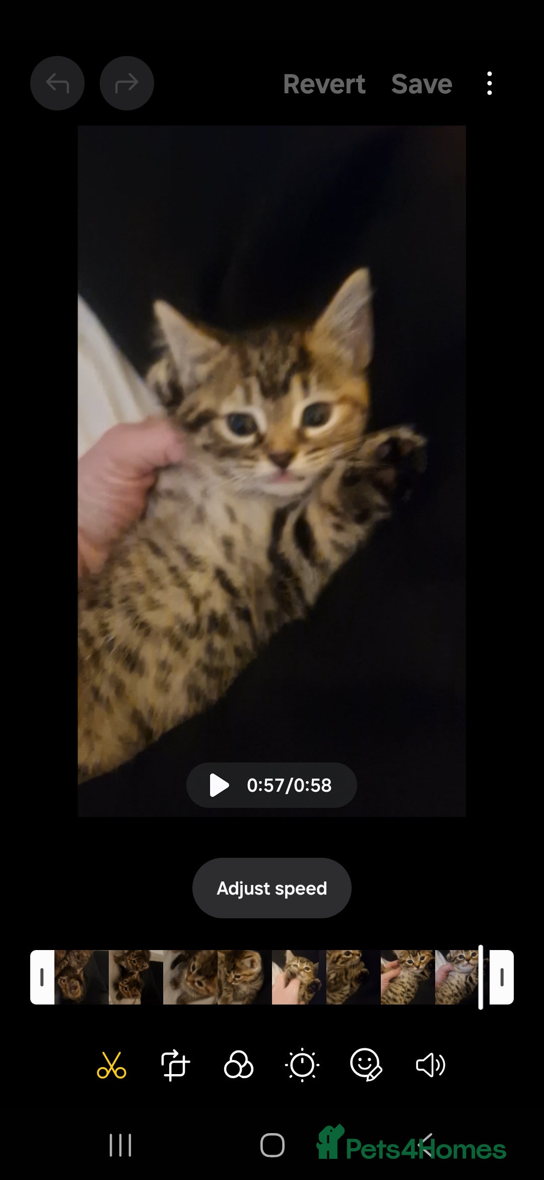 Mixed Breed cats for sale: Bengal cross kittens  - Advert 4