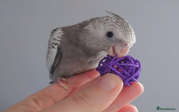 Cockatiels birds for sale: Hand reared silly tame DNA sexed baby cockatiels  - Image 9