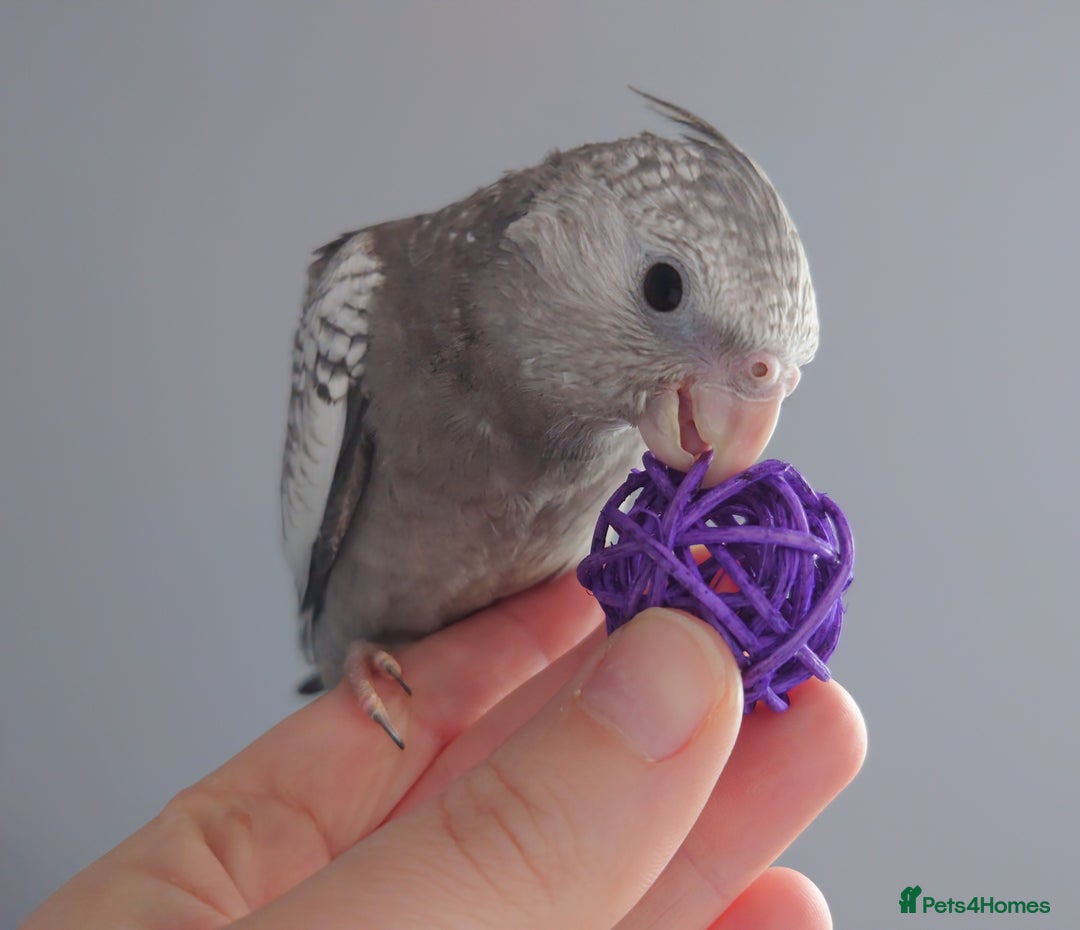 Cockatiels birds for sale: Hand reared silly tame DNA sexed baby cockatiels  - Image 9