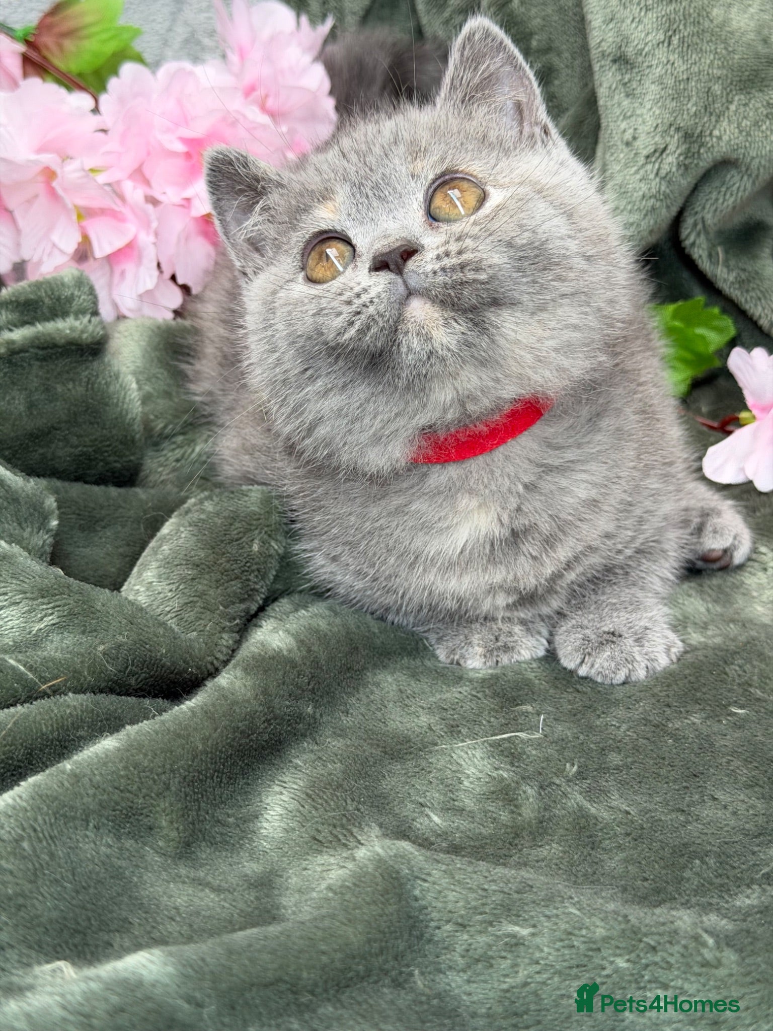 British Shorthair cats Blue torte chunky British sh kittens TICA - Advert 16