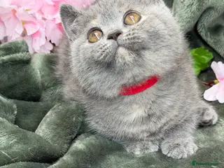 British Shorthair cats Blue torte chunky British sh kittens TICA - Advert 16