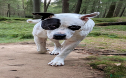 Mixed Breed dogs for sale: Male and Female dogs for re-home. - Image 5