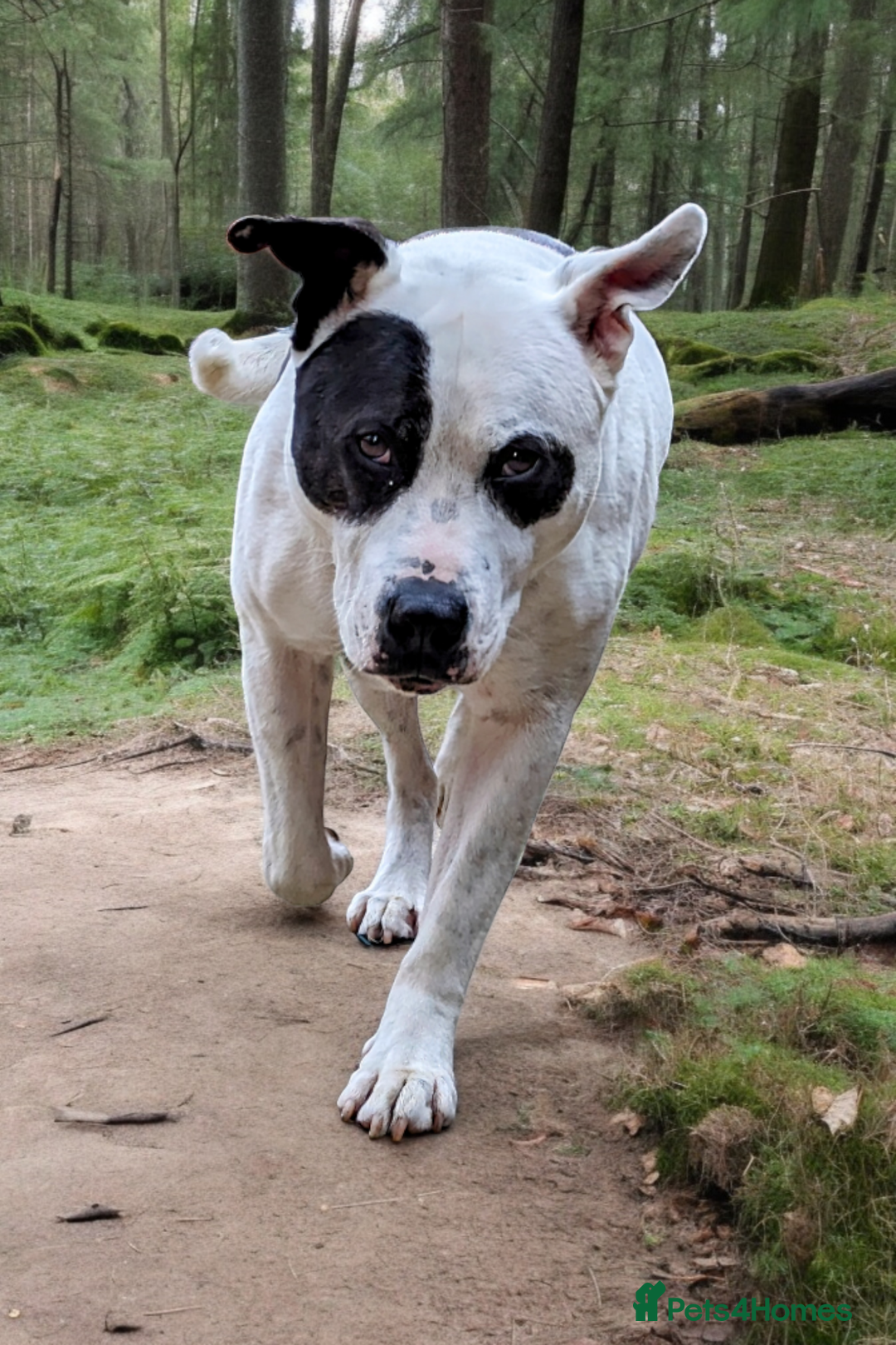 Mixed Breed dogs for sale: Male and Female dogs for re-home. - Image 5