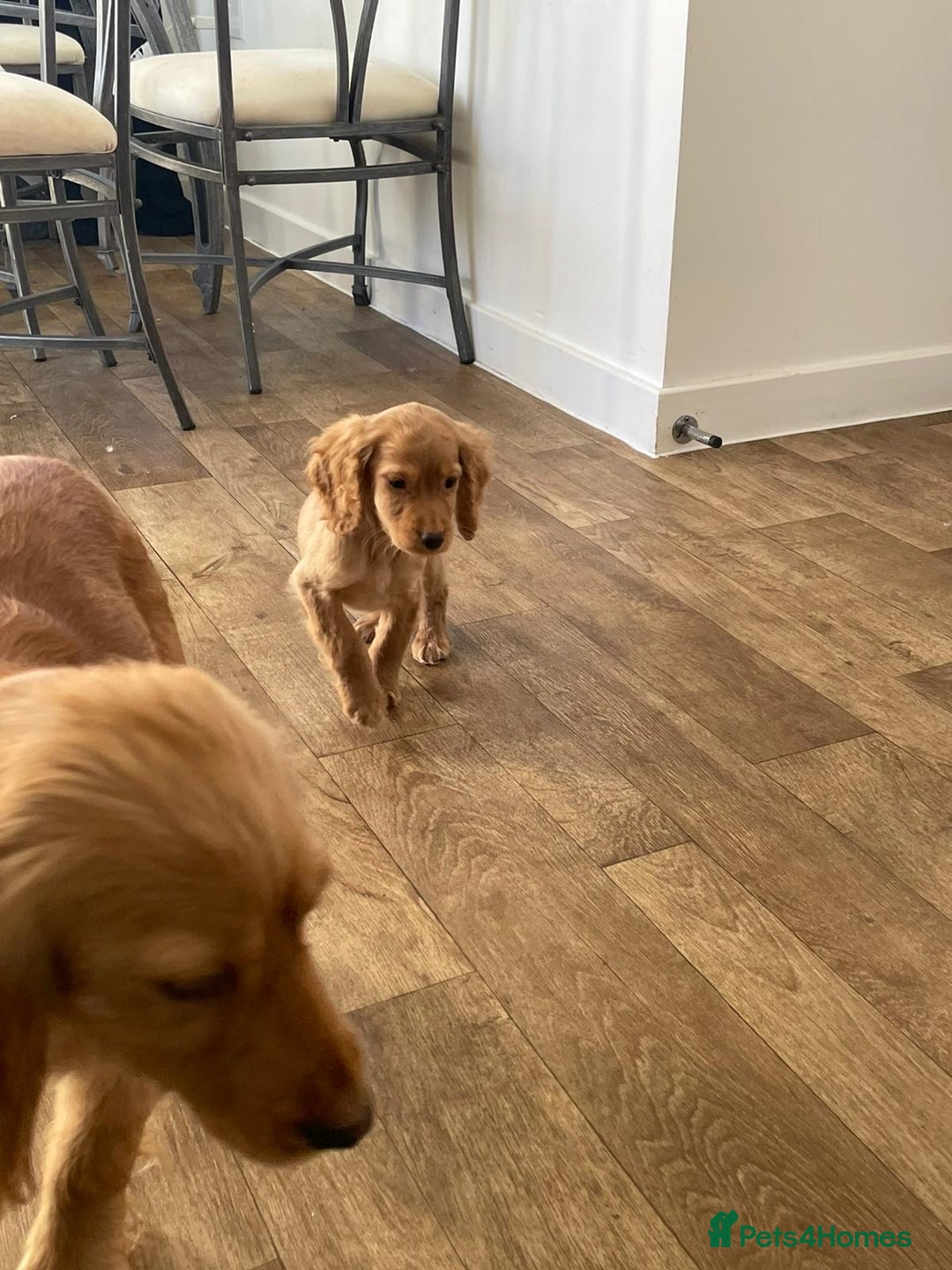 Cocker Spaniel dogs for sale: Stunning red cocker spaniel pups - Advert 12