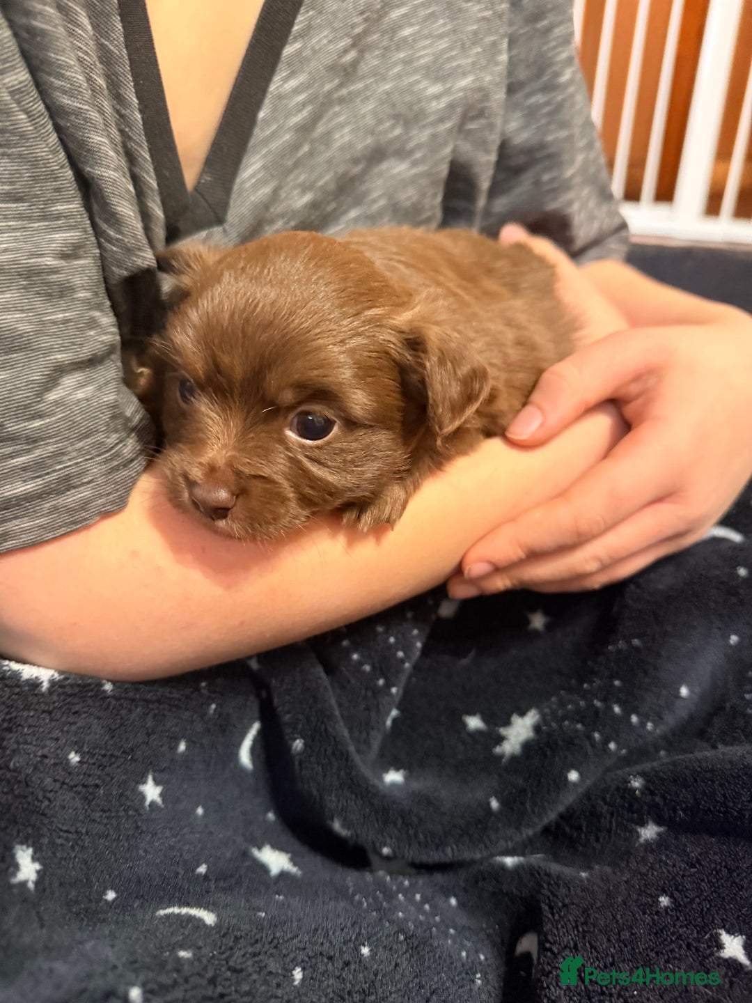 Mixed Breed dogs for sale: Outstanding chihuahua x miniature JRT puppies - Advert 12