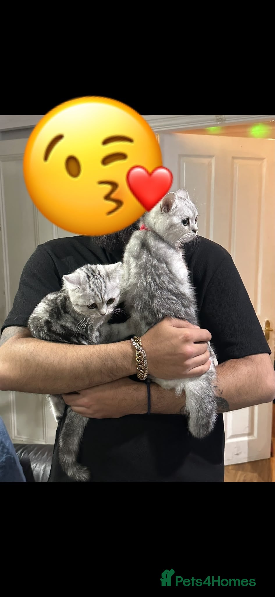 British Shorthair cats Female British Shorthair (For Sale!) - Advert 1