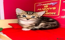 Bengal cats for sale: Bengal Cross - Image 1