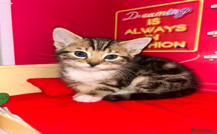 Bengal cats - Advert 3