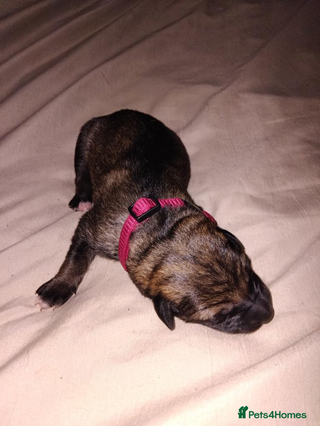 German Shepherd dogs for sale: German shepherd puppy’s kennel club registered  - Advert 15