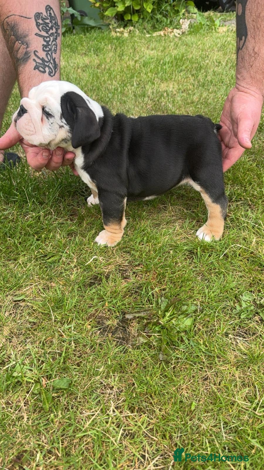 English Bulldog dogs for sale: Chunky healthy pups - Advert 6