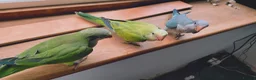 Parakeets birds for sale: Beautiful Hand Reared Quaker Parakeet babies 9 wks - Advert 5