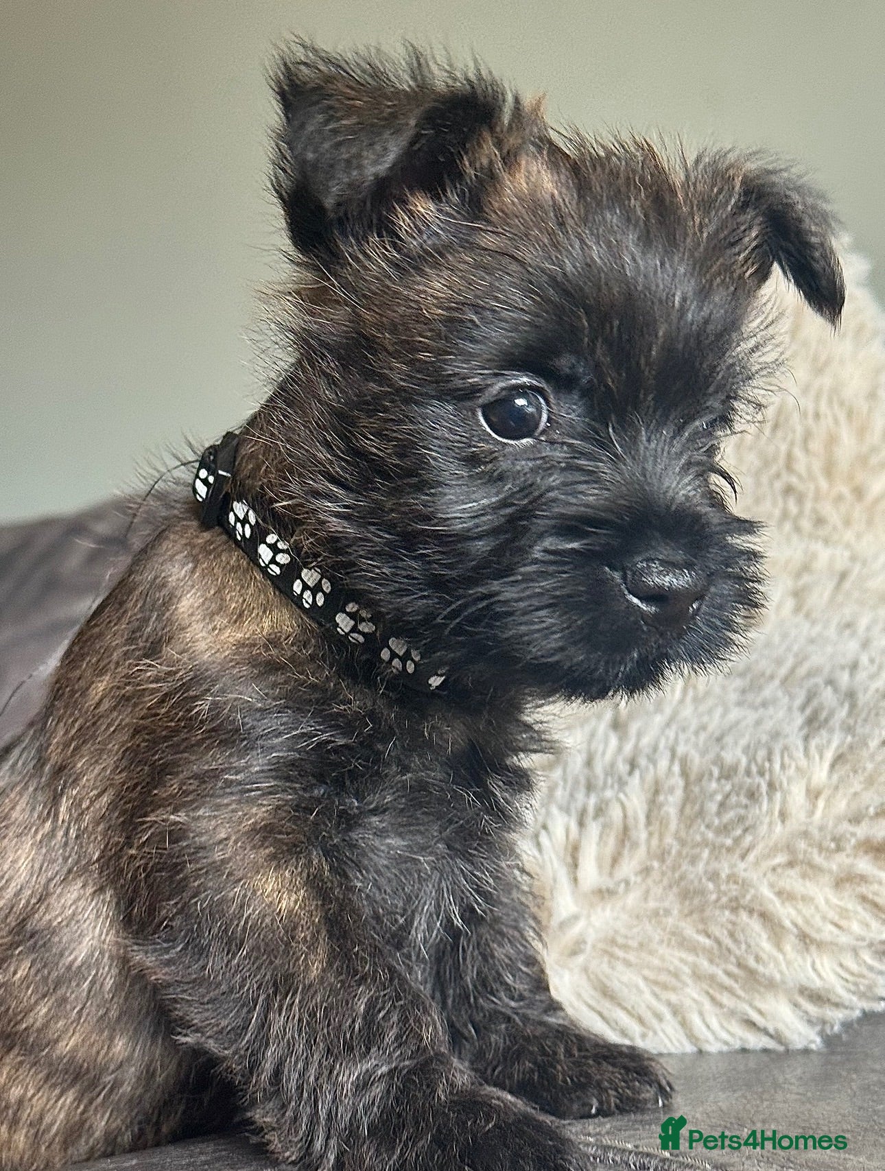 Cairn Terrier dogs KC reg pups off health tested parent avail 11/08 - Advert 1