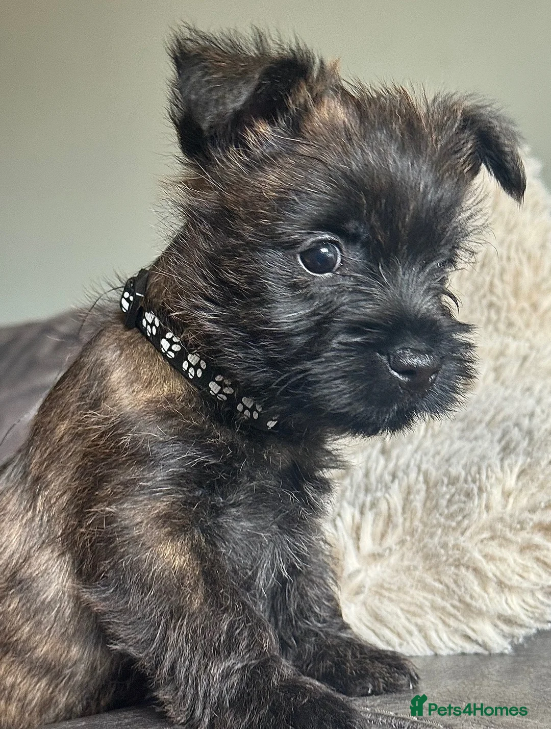 Cairn Terrier dogs for sale: Male reg pup off health tested parents avail now - Advert 1