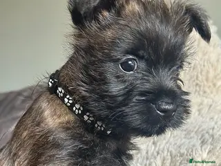 Cairn Terrier dogs KC reg pups off health tested parent avail 11/08 - Advert 1