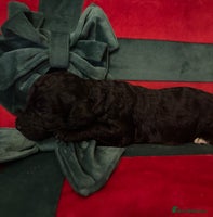 Cockapoo dogs ⭐️OUTSTANDING, HIGH QUALITY Cockapoo F1B Puppies⭐️ - Advert 1