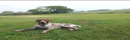 German Shorthaired Pointer dogs for stud: German Short Haired Pointer STUD - Advert 6