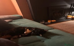 Bengal cats for sale: Bengal mix for rehome  - Advert 4