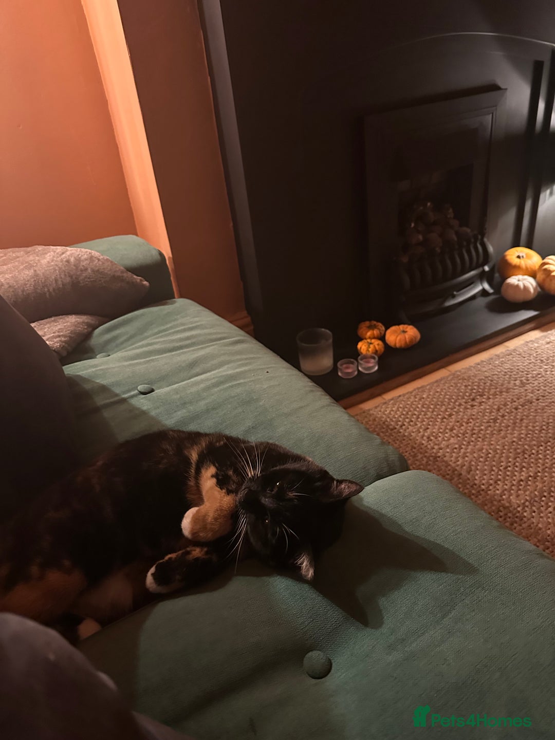 Bengal cats for sale: Bengal mix for rehome  - Advert 4