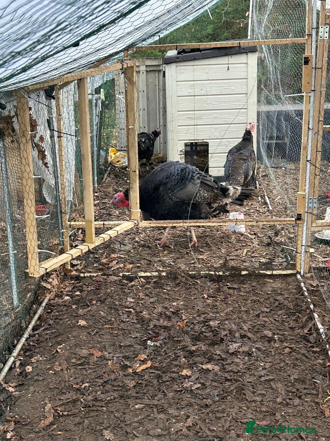 Turkeys poultry for sale: Trio of black/bronze turkeys - Advert 4