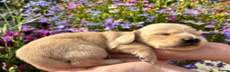 Miniature Dachshund dogs for sale: KC Pure English Cream Longhair Miniature Dachshund in Ibstock - Advert 8