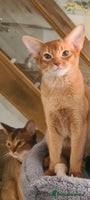 Abyssinian cats - Advert 3