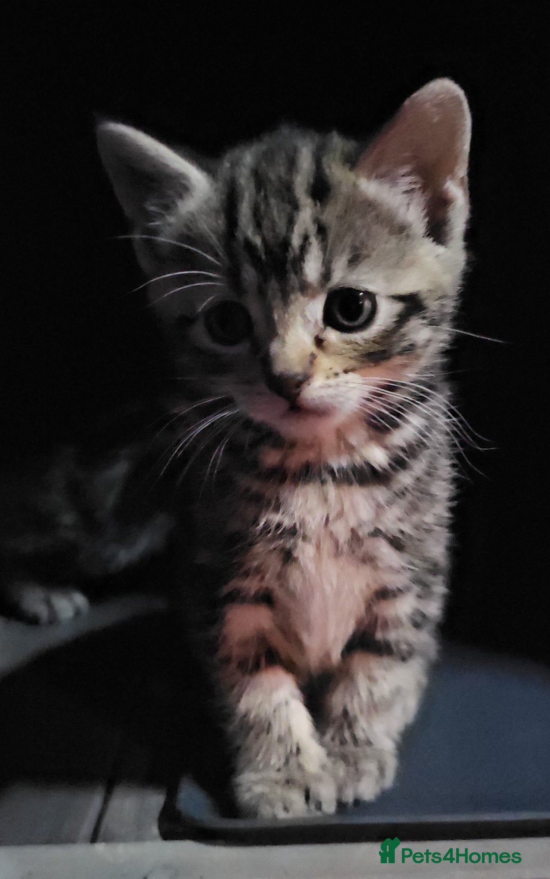 Domestic Shorthair cats for sale: 1 grey tabby and 3 black shorthair kittens in London - Image 10