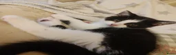 Mixed Breed cats for sale: 1 male 1 female kittens  - Advert 2