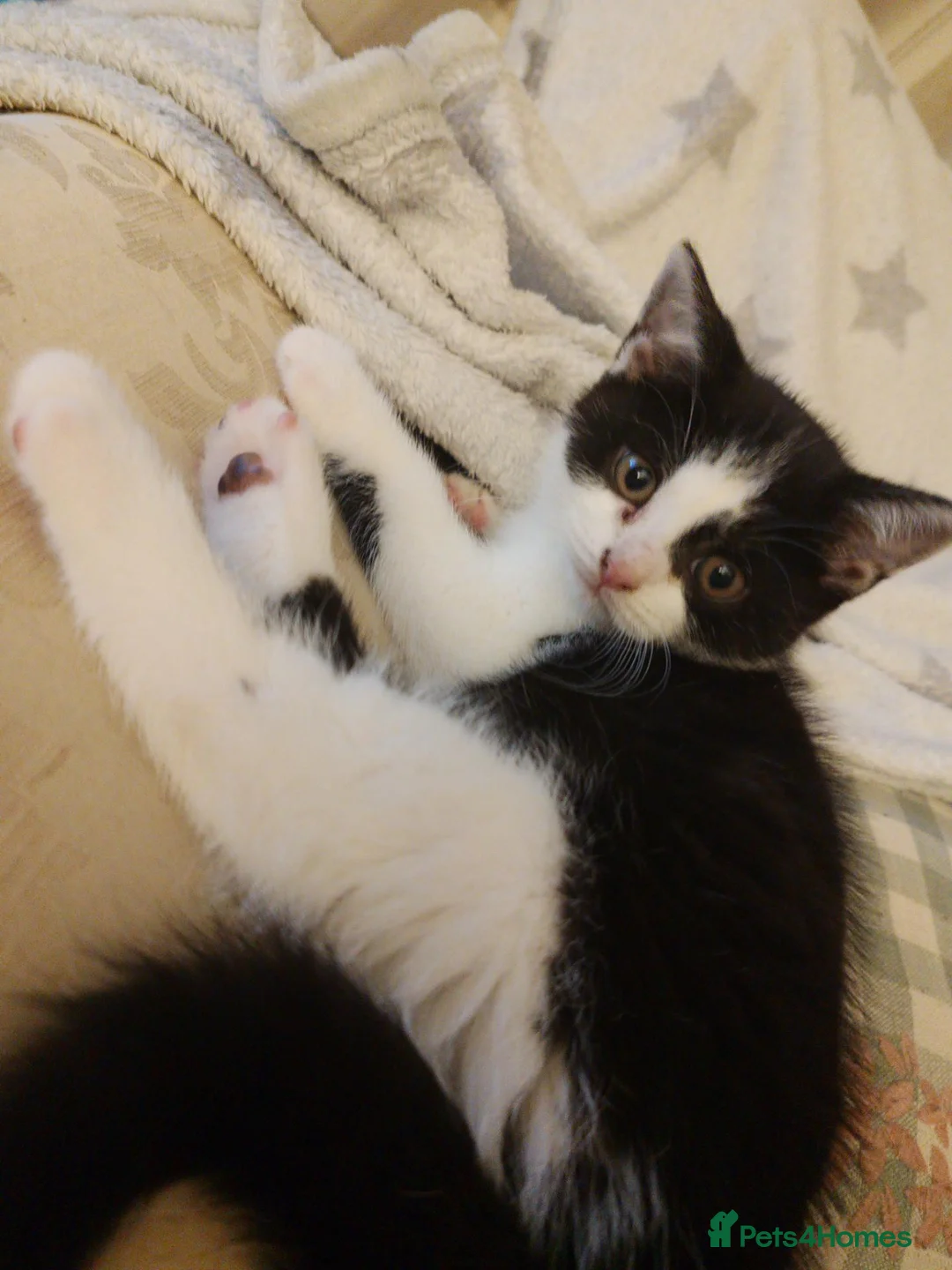 Mixed Breed cats for sale: 1 male 1 female kittens  - Advert 2
