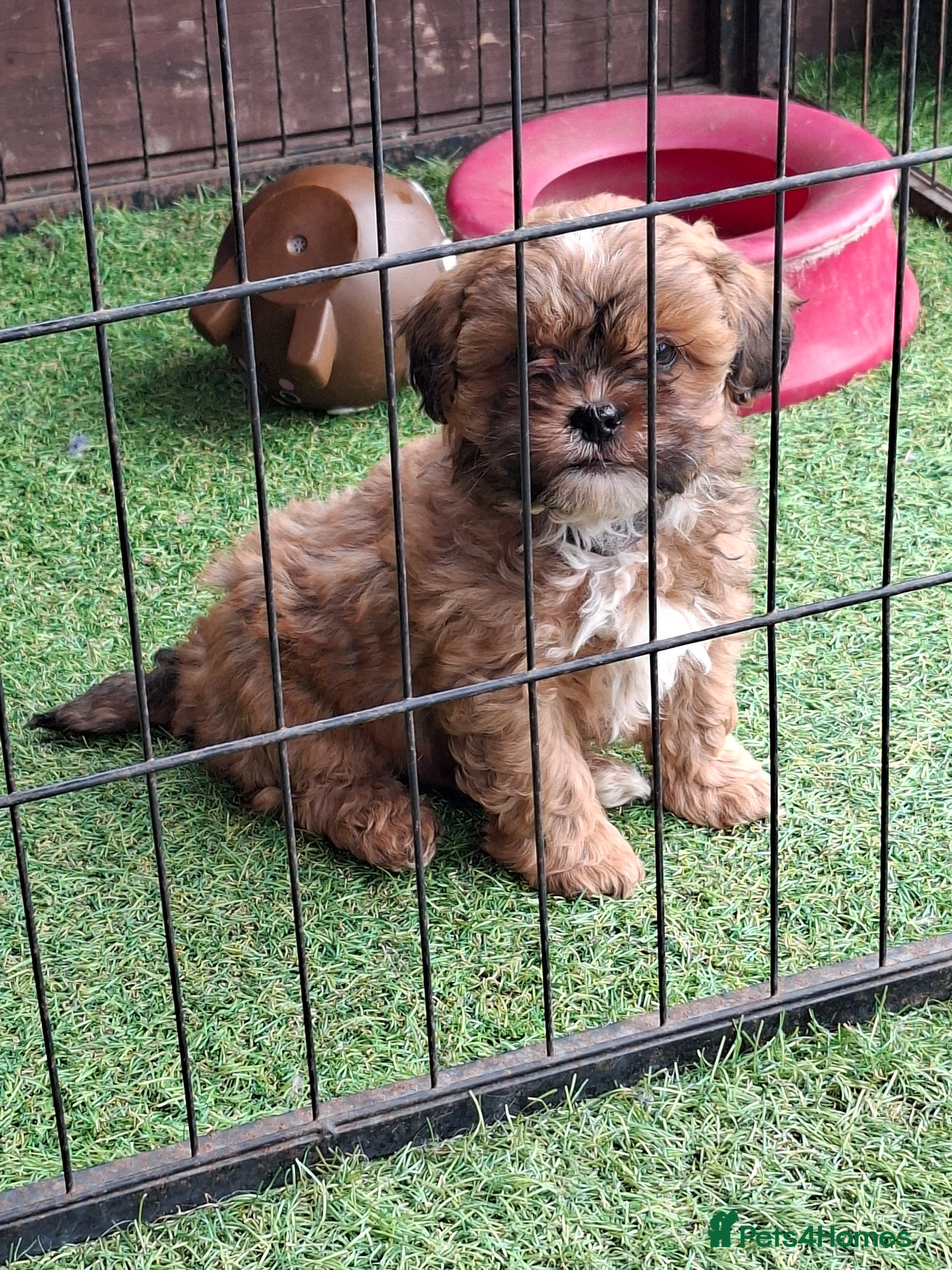 Shihpoo dogs Stunning F1 Shihpoo puppies  - Advert 8