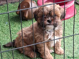 Shihpoo dogs Stunning F1 Shihpoo puppies - Advert 8