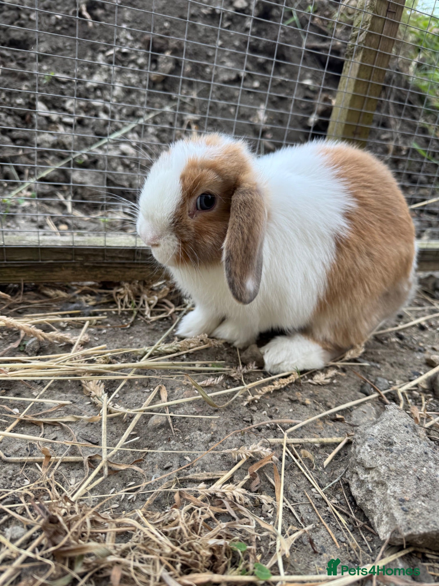 Mini Lop rabbits READY NOW LAST ONE baby mini lop boy - Advert 1
